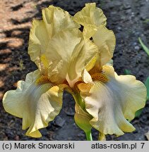 Iris hort. Zelený Počátek