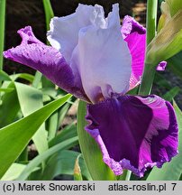 Iris Gay Parasol