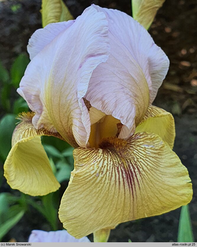 Iris hort. Lady Mohr