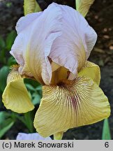 Iris hort. Lady Mohr