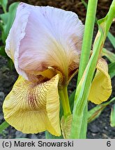 Iris hort. Lady Mohr