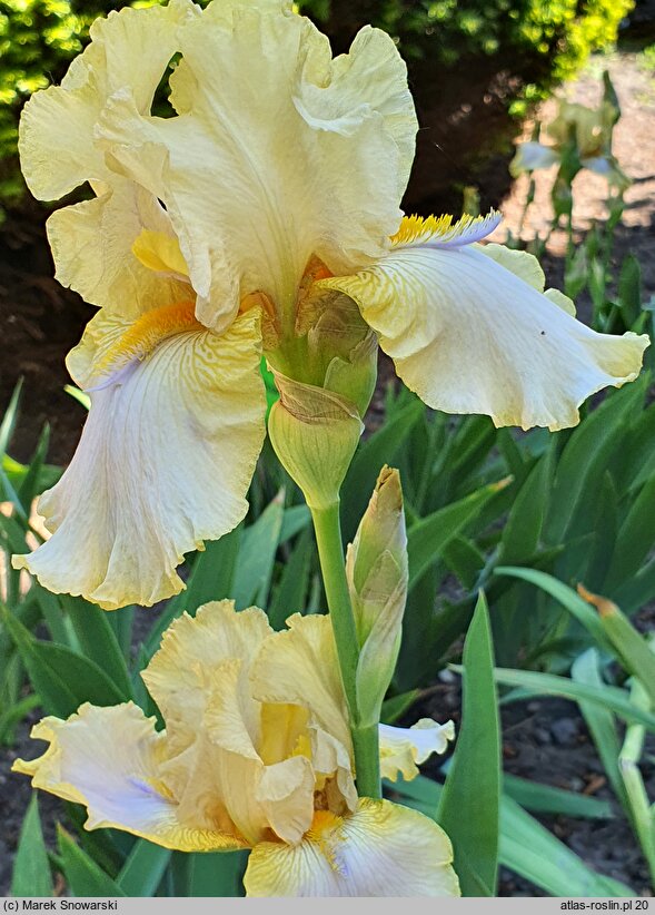 Iris hort. Casino Queen