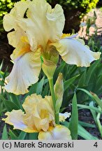 Iris hort. Casino Queen