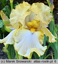 Iris hort. Casino Queen