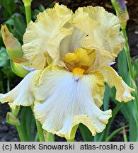 Iris Casino Queen