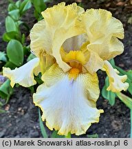 Iris hort. Casino Queen