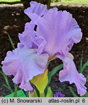 Iris Foamy Wave