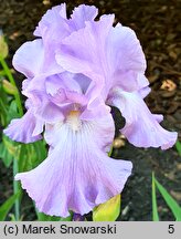 Iris hort. Foamy Wave