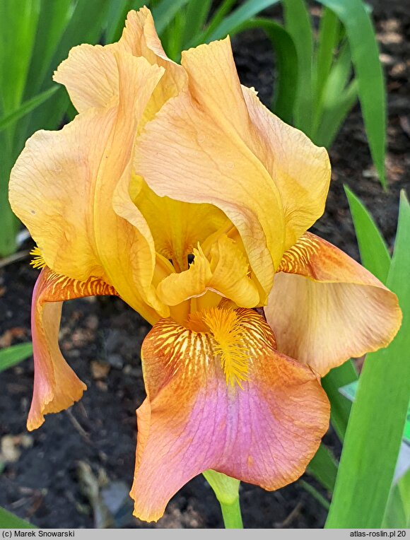 Iris hort. Rainbow Room