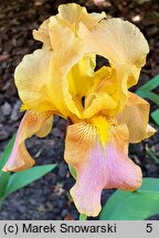 Iris hort. Rainbow Room