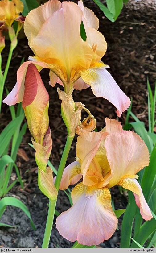 Iris hort. Colossal Mohr