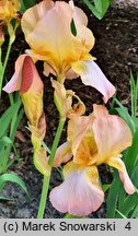Iris hort. Colossal Mohr
