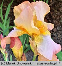 Iris hort. Colossal Mohr