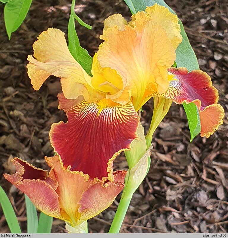 Iris hort. Michigan Pride