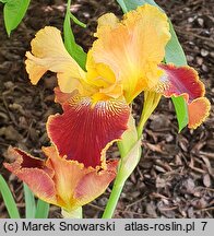 Iris hort. Michigan Pride
