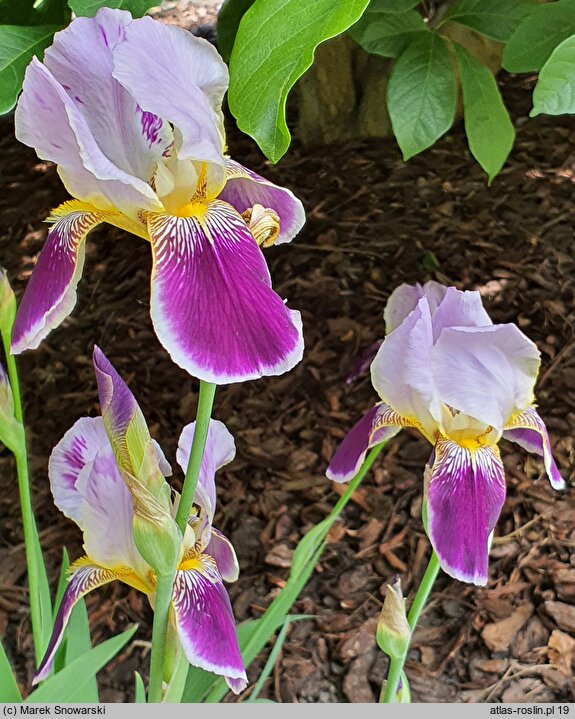 Iris hort. Espana