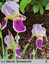 Iris hort. Espana