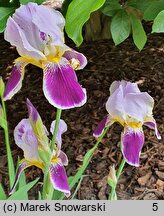 Iris Espana