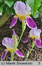 Iris hort. Espana
