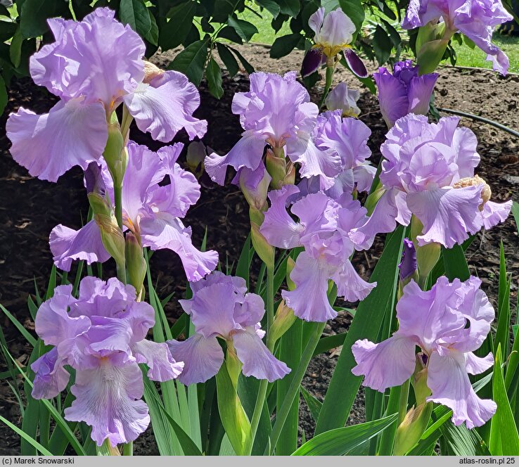 Iris hort. Mary Frances
