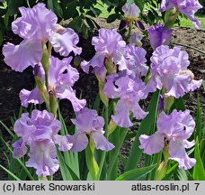 Iris hort. Mary Frances