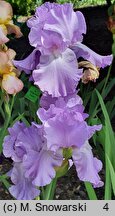 Iris hort. Mary Frances