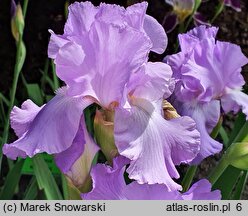 Iris hort. Mary Frances