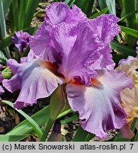 Iris hort. Designing Woman