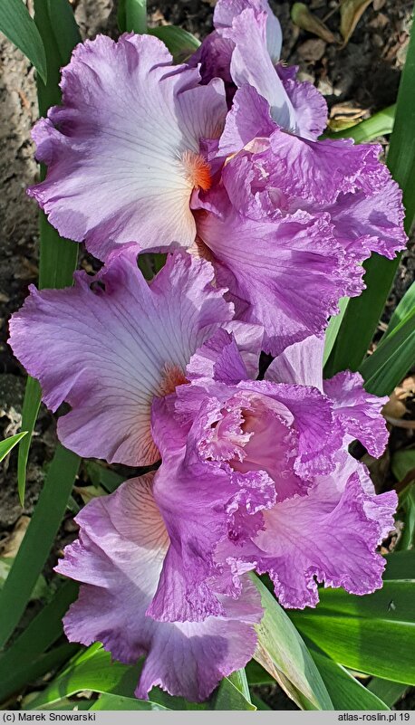 Iris hort. Designing Woman