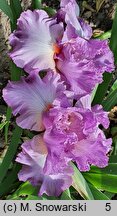 Iris hort. Designing Woman