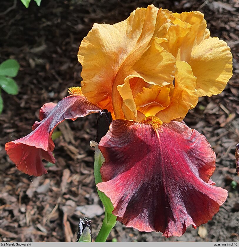 Iris hort. Rubistar