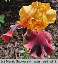 Iris hort. Rubistar