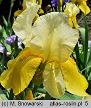 Iris hort. Mystic Melody