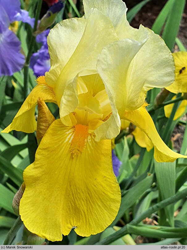 Iris hort. Mystic Melody