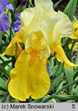 Iris hort. Mystic Melody