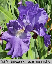 Iris hort. Victoria Falls