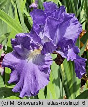 Iris Victoria Falls