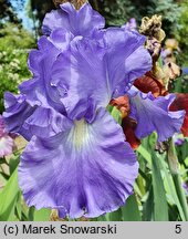 Iris hort. Victoria Falls