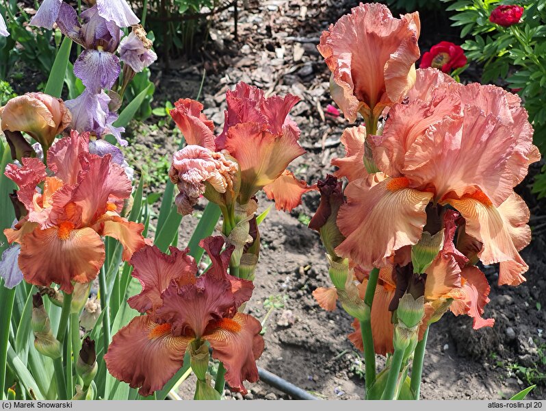 Iris hort. Copper Classic