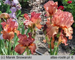 Iris hort. Copper Classic