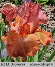 Iris hort. Copper Classic