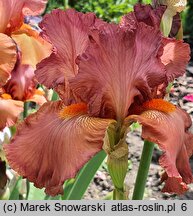 Iris hort. Copper Classic