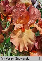 Iris hort. Copper Classic