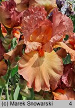 Iris Copper Classic