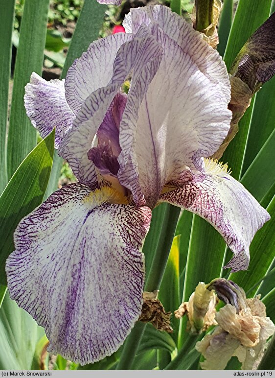 Iris hort. Hawaii