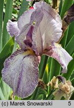 Iris hort. Hawaii