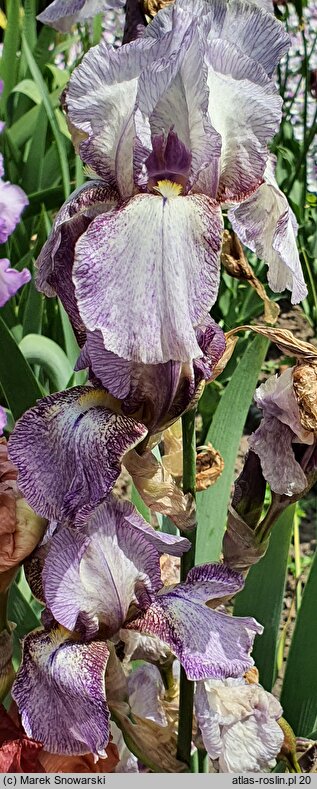 Iris hort. Hawaii