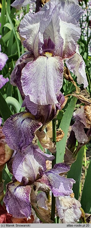 Iris Hawaii