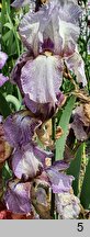 Iris hort. Hawaii