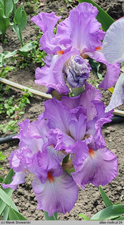 Iris hort. Rondetta